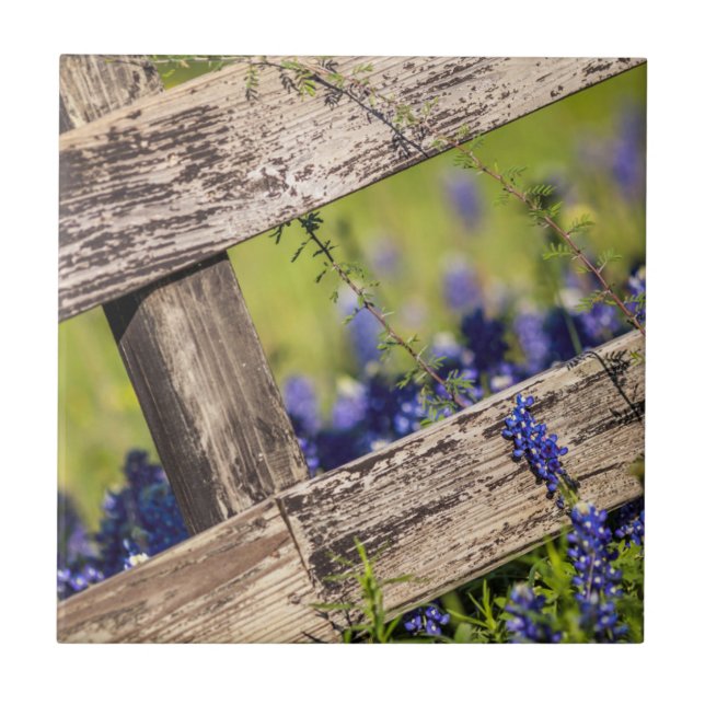 TexasBluebonnets um einen Land-Zaun Fliese (Vorderseite)
