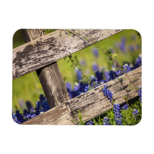 TexasBluebonnets um einen Land-Zaun Magnet