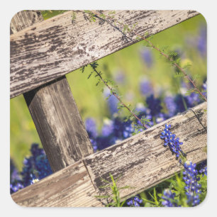 TexasBluebonnets um einen Land-Zaun Quadratischer Aufkleber