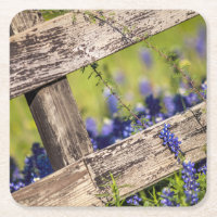 TexasBluebonnets um einen Land-Zaun