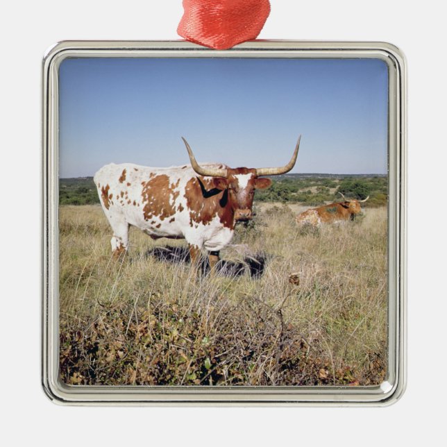 Texaslonghorn-Zucht (Foto) Ornament Aus Metall (Vorne)