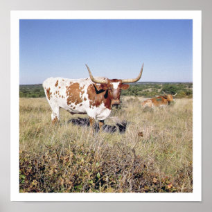Texaslonghorn-Zucht (Foto) Poster