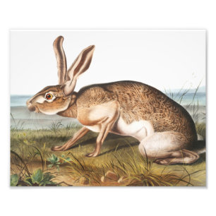 Texian-Hase (Lepus Texianus) Kaninchen-Illustratio Fotodruck