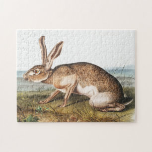 Texian-Hase (Lepus Texianus) Kaninchen-Illustratio Puzzle
