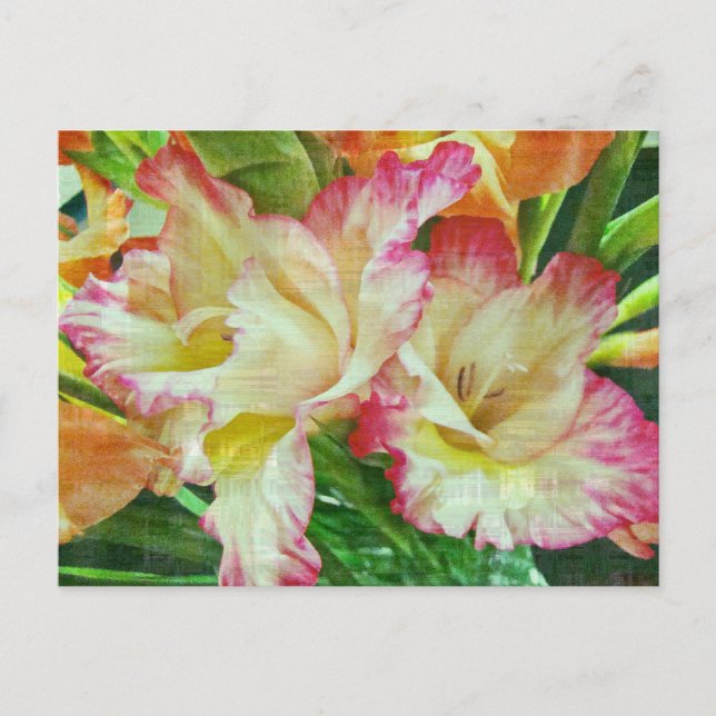 Textured Gladiola Postkarte (Vorderseite)