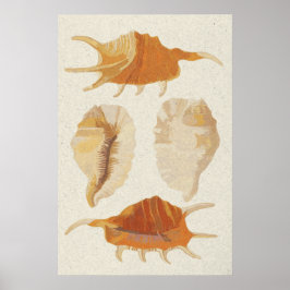 Textured Seashells Poster