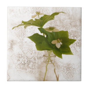 Texturierte Dogwood Bunch Berry in Jar Stillleben Fliese