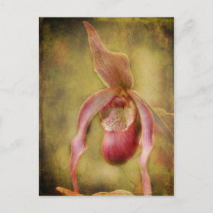 Texturierte Lady Slipper Orchid Postkarte