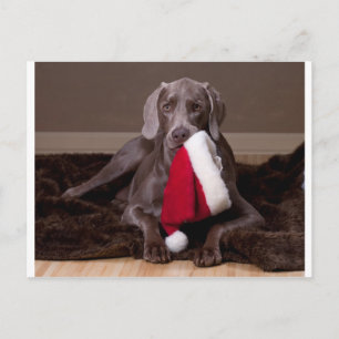 Teyla the Weimaraner and Santa Hat Feiertagspostkarte