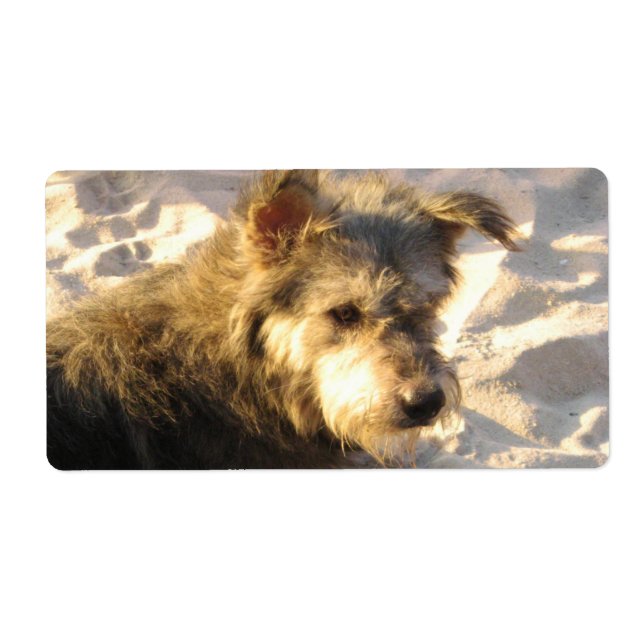 Thai Beach Dog (Vorne)