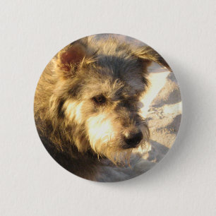 Thai Beach Dog Button