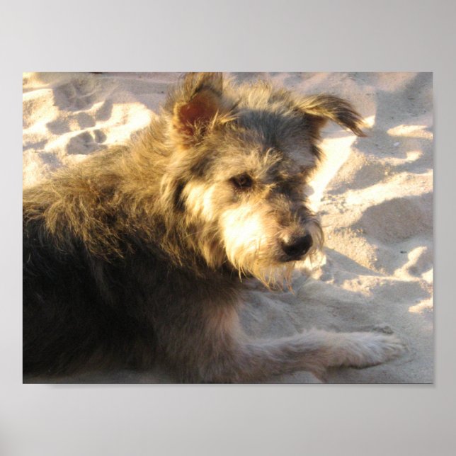 Thai Beach Dog Poster (Vorne)