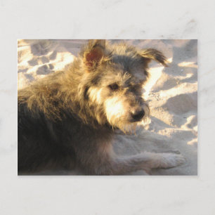 Thai Beach Dog Postkarte