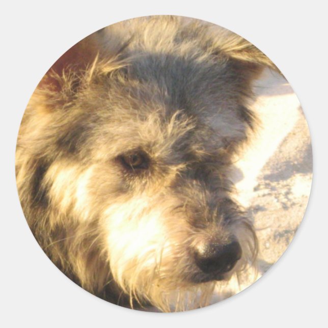 Thai Beach Dog Runder Aufkleber (Vorderseite)