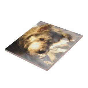 Thai Beach Hund Fliese