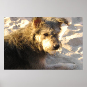 Thai Beach Hund Poster