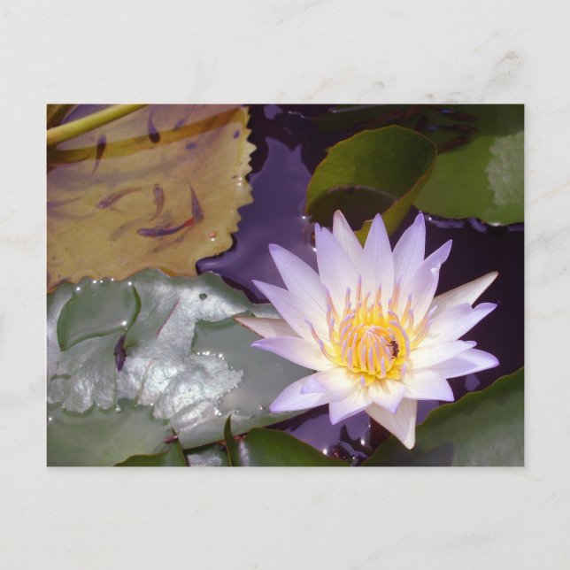 Thai Lotus, Bienen und Fische Postkarte (Vorderseite)
