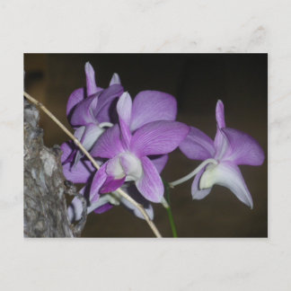 Thai Orchid Postkarte