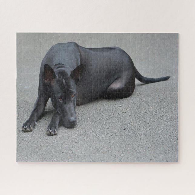 Thai Ridgeback Hunde Jigsaws. Puzzle (Horizontal)