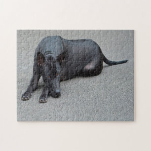 Thai Ridgeback Hunde Jigsaws. Puzzle