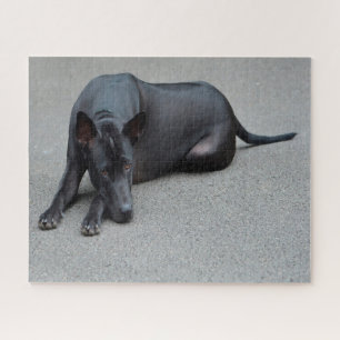 Thai Ridgeback Hunde Puzzles. Puzzle