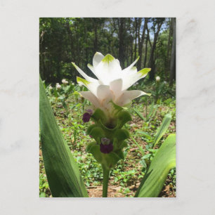 Thai Tulips, Blume aus Thailand Postkarte
