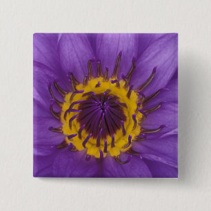 Thailand, Bangkok, Lila und gelbe Lotusblume Button