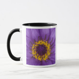 Thailand, Bangkok, lila und gelbe Lotusblume Tasse