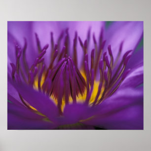 Thailand, Bangkok, Lila und gelber Lotus 2 Poster