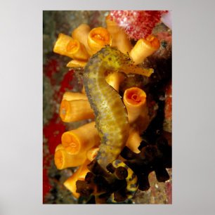 Thailand, Nahes Seepferd Poster