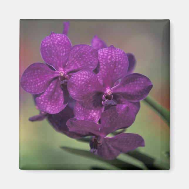 Thailand, Nordthailand, bei Chang Mai, Mae Magnet (Vorne)