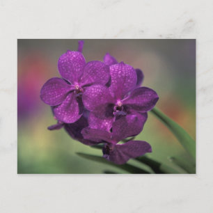 Thailand, Nordthailand, bei Chang Mai, Mae Postkarte