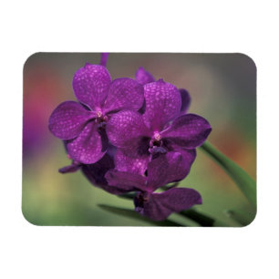 Thailand, Nordthailand, nahe Chang Mai, Mae Magnet