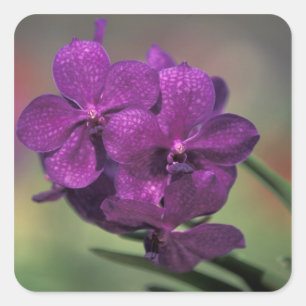 Thailand, Nordthailand, nahe Chang Mai, Mae Quadratischer Aufkleber