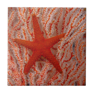 Thailand, Sea Star Aka Starfish Fliese