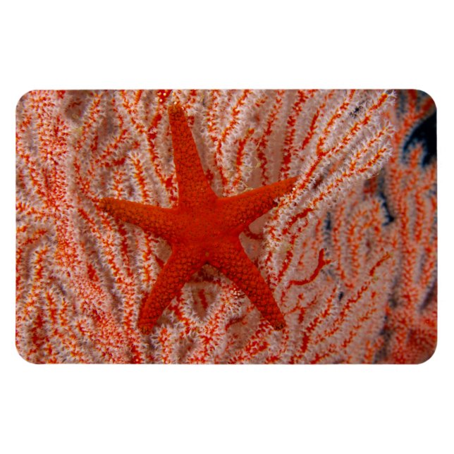 Thailand, Sea Star Aka Starfish Magnet (Horizontal)