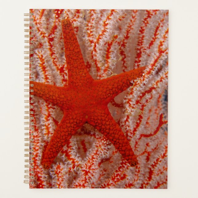 Thailand, Sea Star Aka Starfish Planer (Vorderseite)