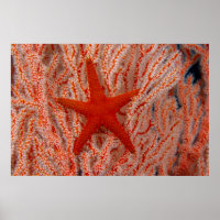 Thailand, Sea Star Aka Starfish