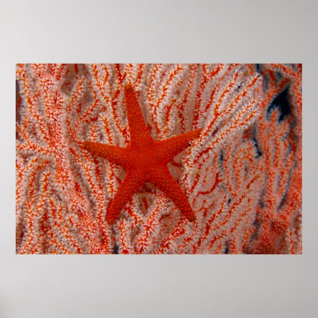Thailand, Sea Star Aka Starfish Poster (Vorne)