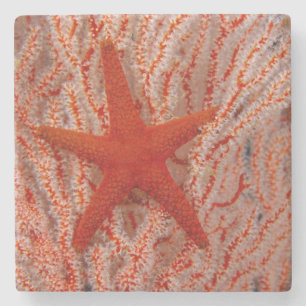 Thailand, Sea Star Aka Starfish Steinuntersetzer