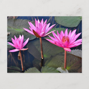 Thailand - Sukhothai lotus Feiertagspostkarte