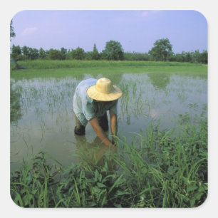 Thailand, Sukhothai. Reisbauer. HR. Quadratischer Aufkleber
