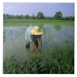 Thailand, Sukhothai. Reisbauer. MR. Fliese