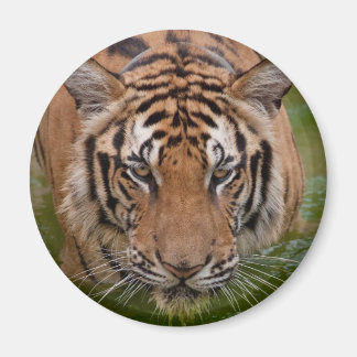 Thailand Tiger Kühlschrankmagnet Magnet