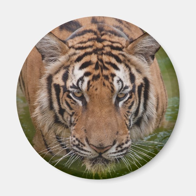 Thailand Tiger Kühlschrankmagnet Magnet (Vorne)