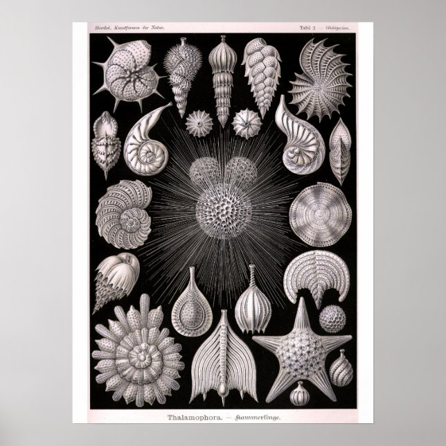 THALAMOPHORA Kammerlinge Protokoll Poster (Vorne)