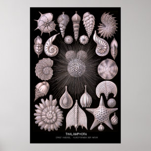 Thalamphora - Plate 2 - Kunstformen der Natur Poster