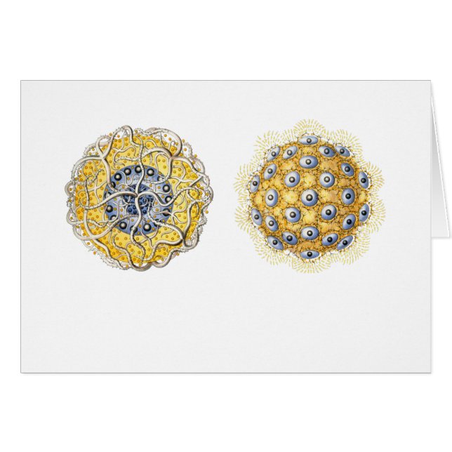 Thalassoxanthium (Vorderseite (Horizontal))