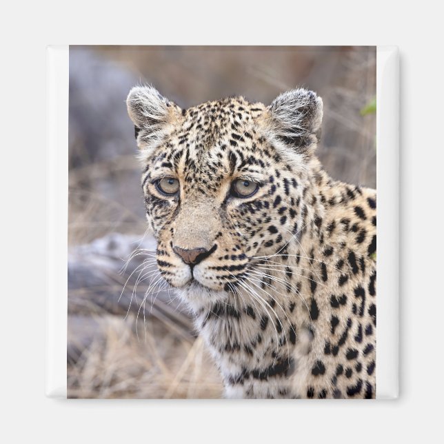 Thandi - weibliche Leopardin Magnet (Vorne)