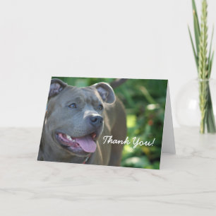 Thank You Blue pitbull dog greeting card Dankeskarte